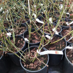 Rosa Scarlet Meidiland Róża okrywowa