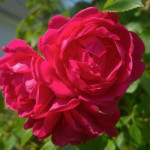 Rosa Scarlet Meidiland Róża okrywowa