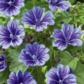 Malva sylvestris Blue...