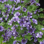 Malva sylvestris Blue Fountain Ślaz Dziki