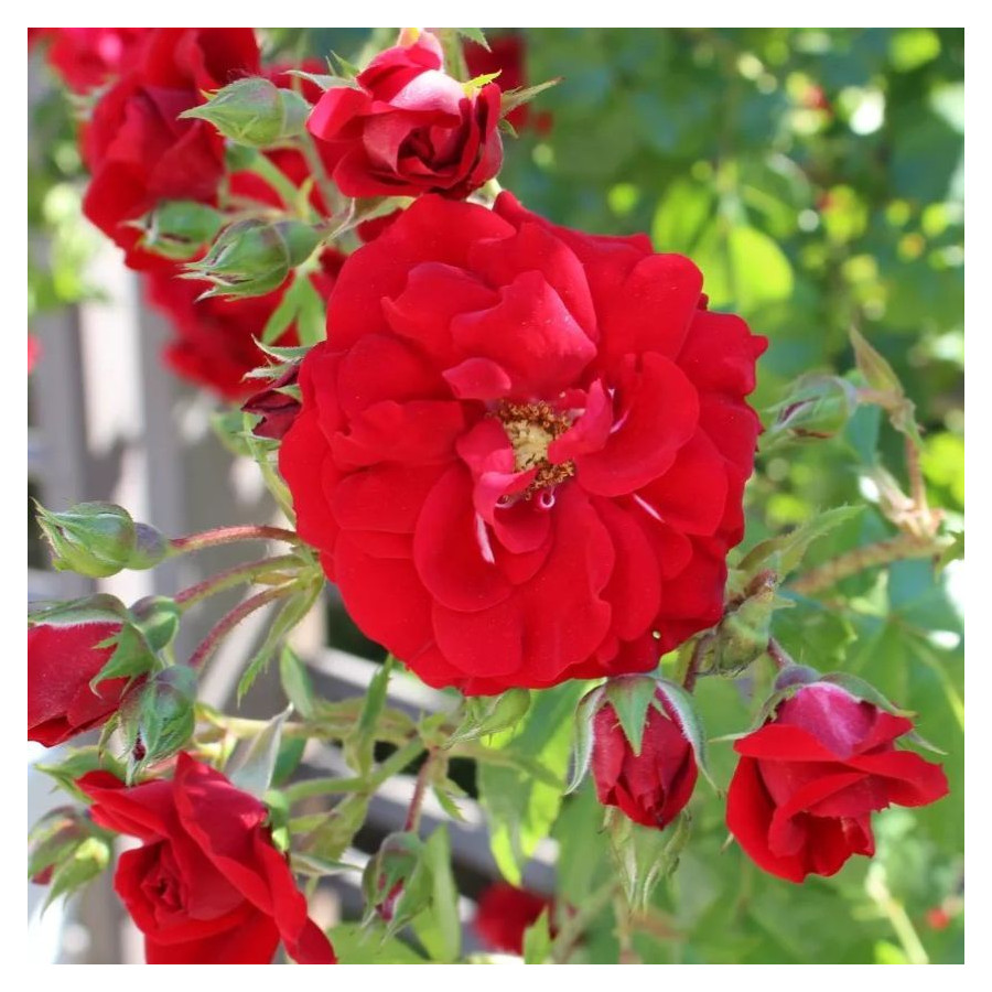 Rosa climber Amadeus Róża pnąca Amadeus