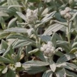 Anaphalis triplinervis Silver Wave Anafalis