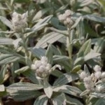 Anaphalis triplinervis Silver Wave Anafalis