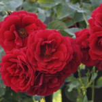 Rosa Climber Jive Courtryard Róża Pnąca