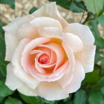 Rosa TH Chandos Beauty Róża wielkokwiatowa