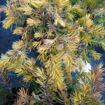 Juniperus Golden Sloggi...