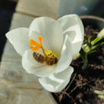 Krokus Mix kolorów