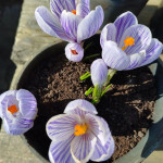 Krokus Mix kolorów