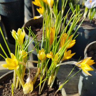 Krokus Mix kolorów