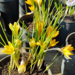 Krokus Mix kolorów