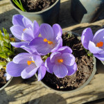 Krokus Mix kolorów
