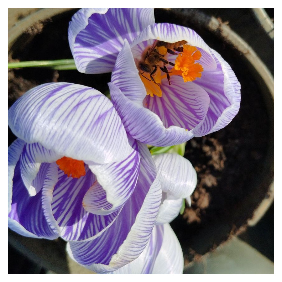 Krokus Mix kolorów