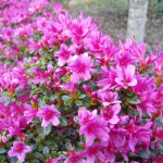 Azalea japonica Amoena Azalia japońska