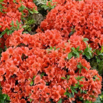 Azalea japonica Orange...