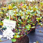 Azalea japonica Palestrina Azalia japońska