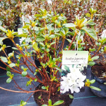 Azalea japonica Palestrina Azalia japońska