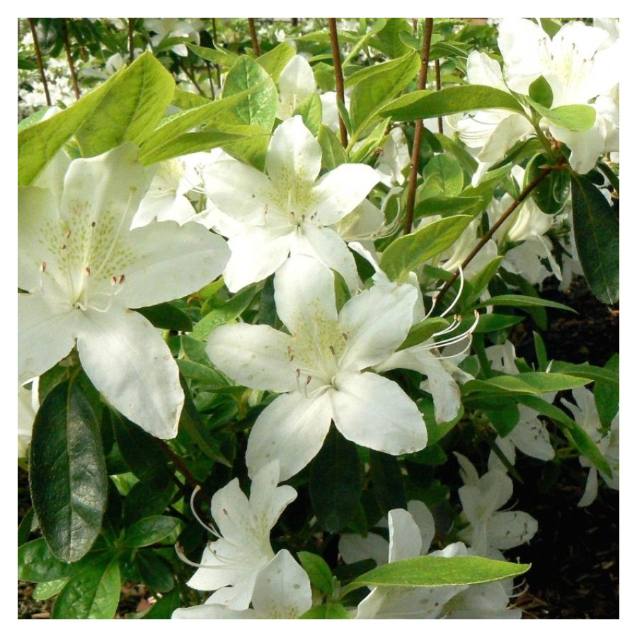 Azalea japonica Palestrina Azalia japońska