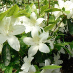 Azalea japonica Palestrina Azalia japońska