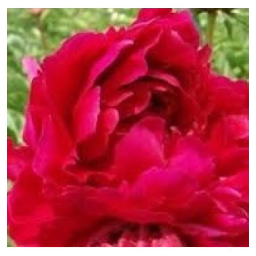 Paeonia lactiflora General MacMahon Piwonia