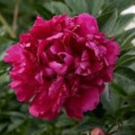 Paeonia lactiflora General MacMahon Piwonia