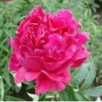 Paeonia lactiflora General MacMahon Piwonia