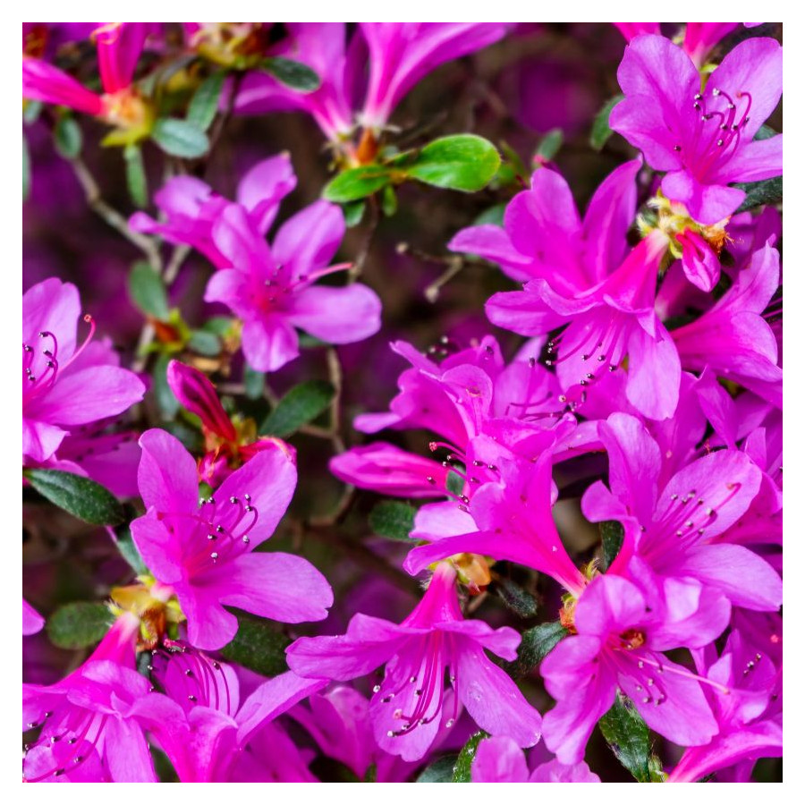 Azalea japonica Violetta Azalia japońska