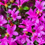 Azalea japonica Violetta...