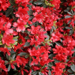 Azalea japonica Hot Shot...