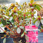 Azalea japonica Hot Shot Azalia japońska