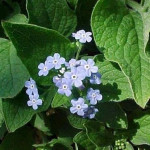 Brunnera macrophylla Brunnera wielkolistna