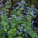 Brunnera macrophylla Brunnera wielkolistna