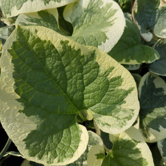 Brunnera macrophylla Variegata Brunnera wielkolistna