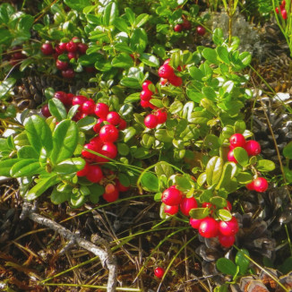 Vaccinium Pilgrim żurawina