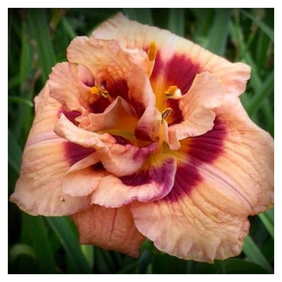 Hemerocallis Your Angel Liliowiec