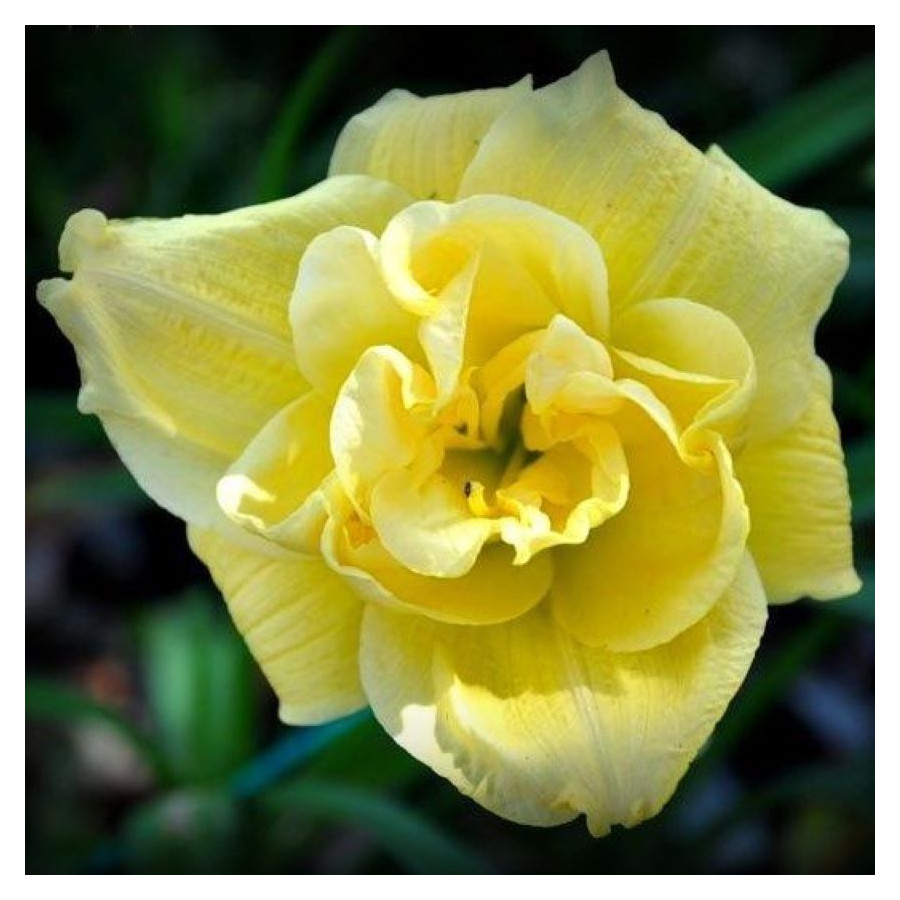 Hemerocallis Yellow Submarine Liliowiec