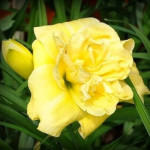 Hemerocallis Yellow Submarine Liliowiec