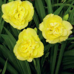Hemerocallis Yellow Submarine Liliowiec