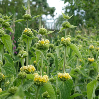 Phlomis russeliana...
