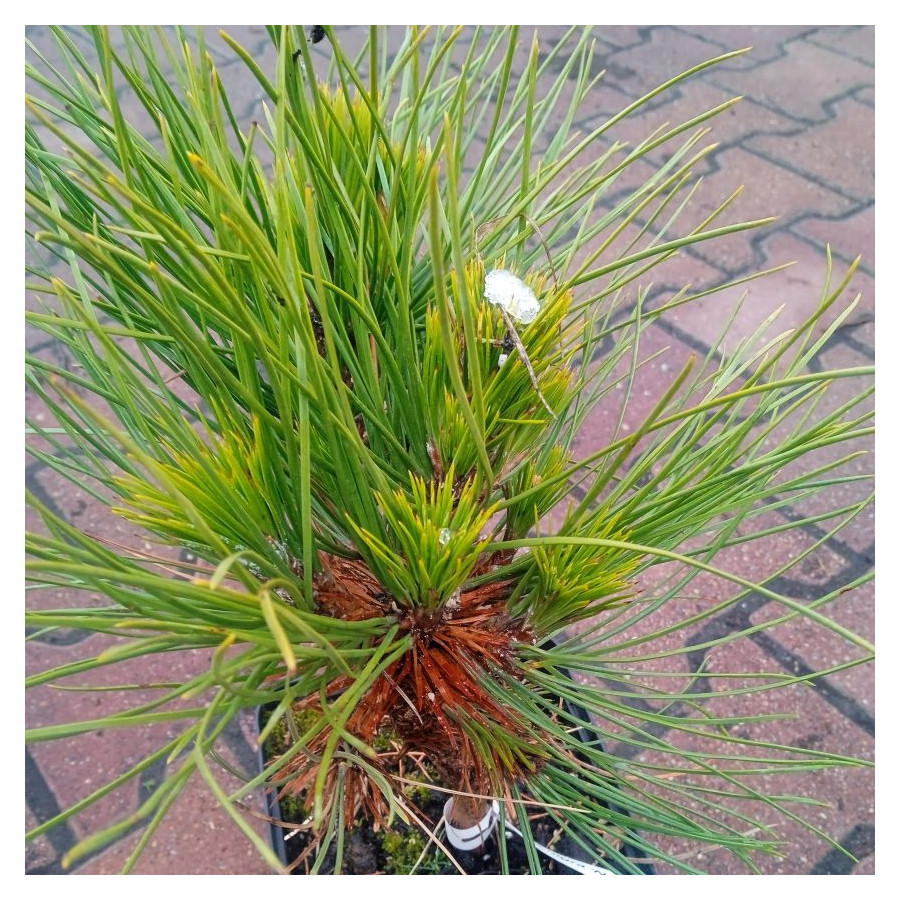 Pinus Nigra Nana Sosna Czarna