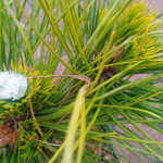 Pinus Nigra Nana Sosna Czarna