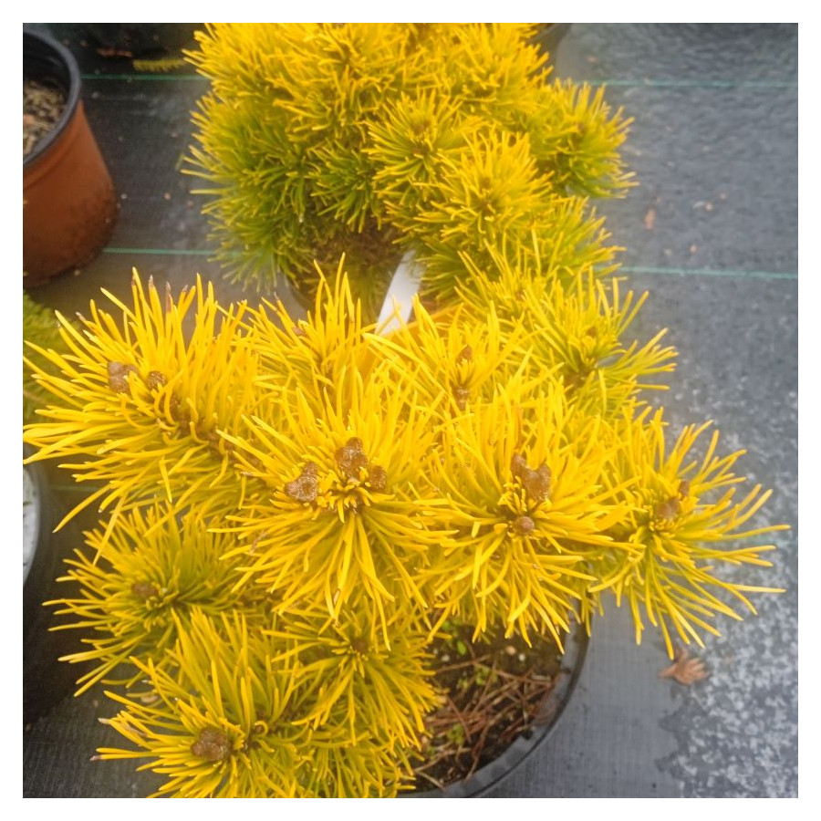 Pinus Mugo Winter Gold Sosna