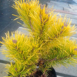 Pinus Mugo Winter Gold Sosna