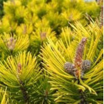 Pinus Mugo Winter Gold Sosna