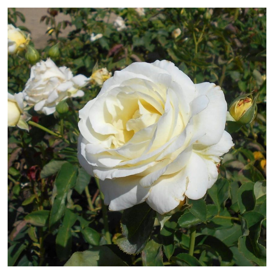 Rosa TH Chopin Róża wielkokwiatowa
