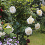 Rosa TH Chopin Róża wielkokwiatowa