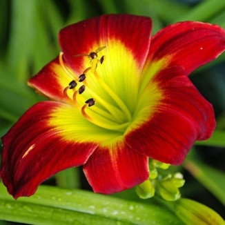 Hemerocallis Christmas Is...