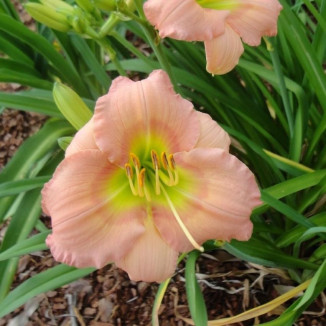 Hemerocallis Chorus Line...