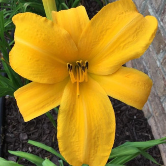 Hemerocallis Chicago...