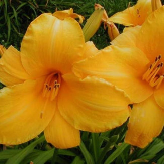 Hemerocallis Chicago...