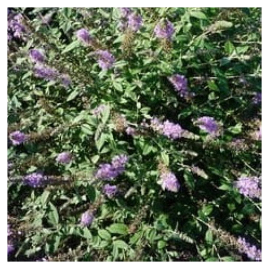 Buddleja davidii Lavender Cupcake Budleja Davida - Rośliny od Ogrodnika Szkółka Barcikowscy